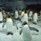 Blog “Lekker naar een pinguïnfilm kijken"